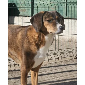 Gypsy - Annual booster vaccination 2026