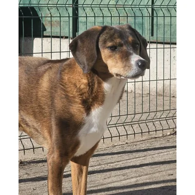 Gypsy - Annual booster vaccination 2026