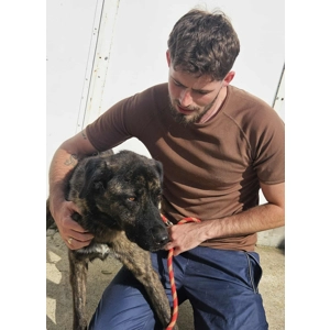 Hunter - Annual booster vaccination 2025