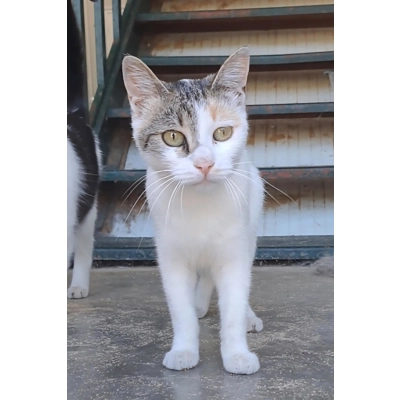 Jasmine - Annual booster vaccination 2025