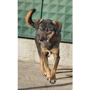 Jasper - Annual booster vaccination 2026