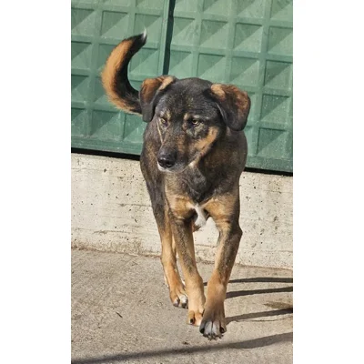 Jasper - Annual booster vaccination 2026