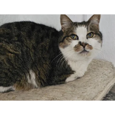 Joey (Ace) - Annual booster vaccination 2026