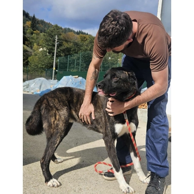 King - Annual booster vaccination 2025