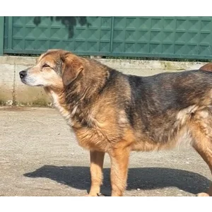 Kizzy - Annual booster vaccination 2026