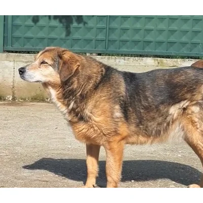 Kizzy - Annual booster vaccination 2026