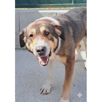 Nala - Annual booster vaccination 2026