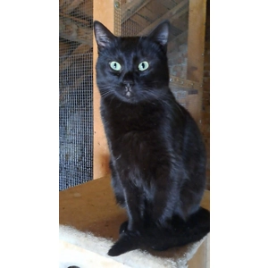 Nugget - Annual booster vaccination 2025