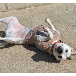 Peta - Annual booster vaccination 2026