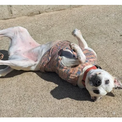 Peta - Annual booster vaccination 2026