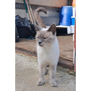 Pikachu - Annual booster vaccination 2025