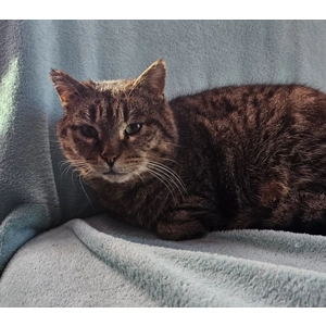 Pikachu - Annual booster vaccination 2025