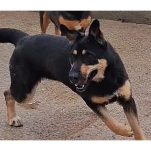 Roxy - Annual booster vaccination 2026