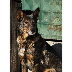 Shannon - Annual booster vaccination 2026