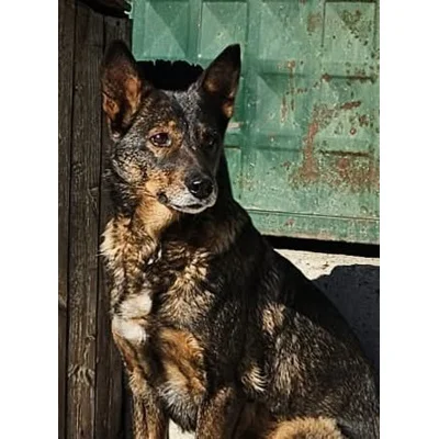 Shannon - Annual booster vaccination 2026