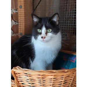 Sykes - Annual booster vaccination 2025