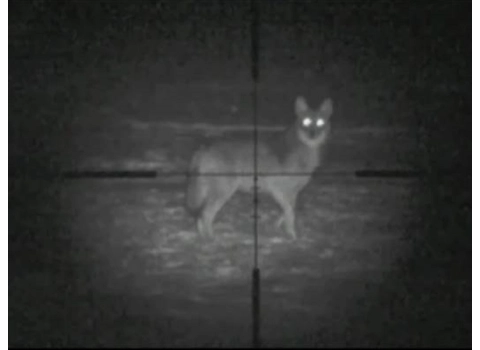 Night Vision Coyote at 80 yards