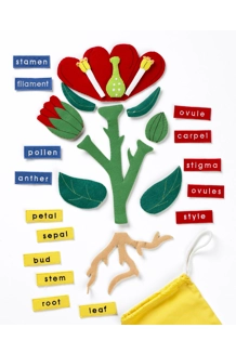 Parts of a Flower ..