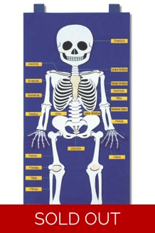 Skeleton Chart