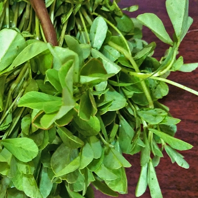 Fenugreek EO