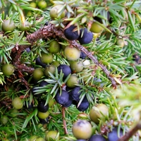 Juniper Berry EO