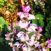 Clary Sage EO Clary Sage EO