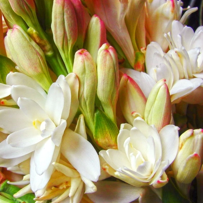 Tuberose EO