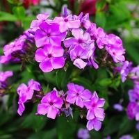 Verbena EO