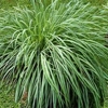 Citronella Java EO