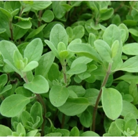 Marjoram EO