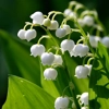 Muguet EO Muguet EO