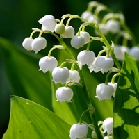 Muguet EO