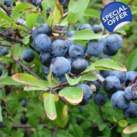 Sloe Blackthorn EO