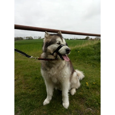 MM DOGGEAR, Head Halter