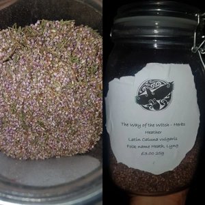 Heather - Caluna vulgaris