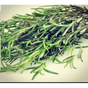 Rosemary