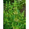 Horehound