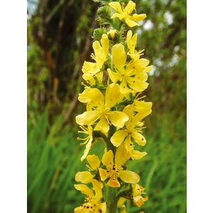 Agrimony