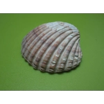 Conductive Paint for Electroplating and Electroforming