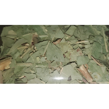 eucalyptus/ eucalipto