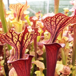 'Black Veins' x 'Waccamaw' (var. ornata x atropurpurea)