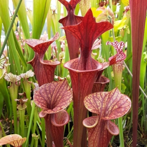 var. rubricorpora, heavy veined, red lid