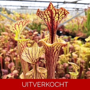 'Black Veins' x 'Waccamaw' (var. ornata x atropurpurea)