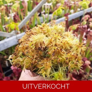Sphagnum mos starter