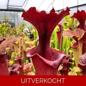x moorei  (leuco RT 71 x atro blackwater)