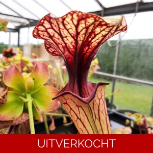 x moorei, seedgrown x moorei, seedgrown