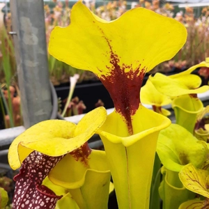 var. rugelii, Miramar Beach, Walton Co. (seedgrown)