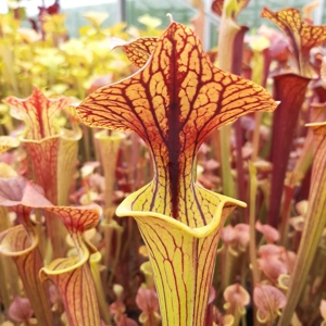 'Black Veins' x 'Waccamaw' (var. ornata x atropurpurea)