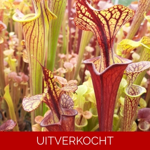 'Black Veins' x 'Waccamaw' (var. ornata x atropurpurea)
