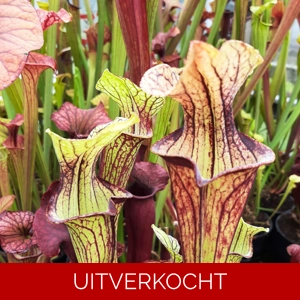 x moorei seedgrown x moorei seedgrown